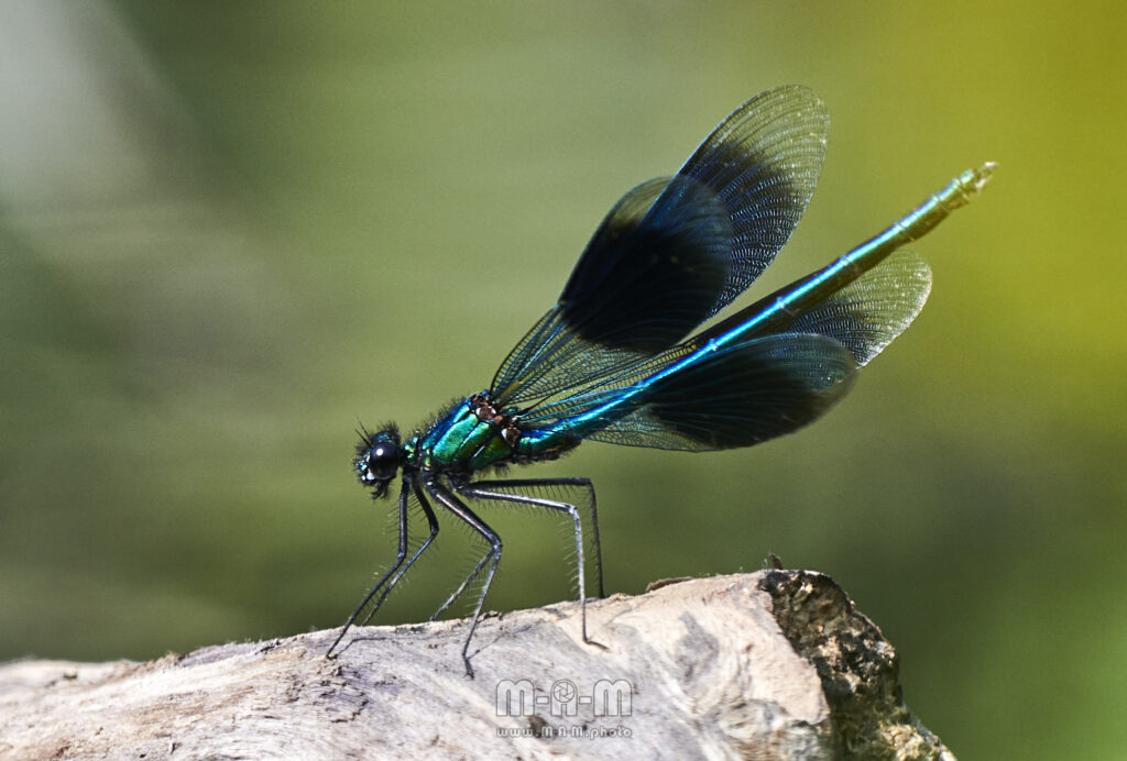 Prachtlibelle
