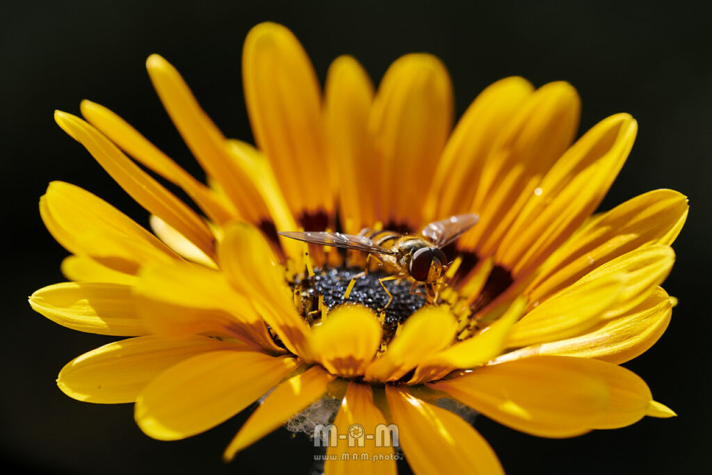 Schwebfliege
