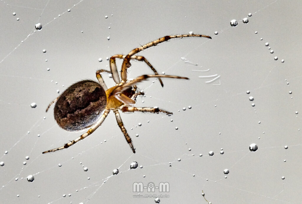 Sektorspinne - Makro ohne Blitz