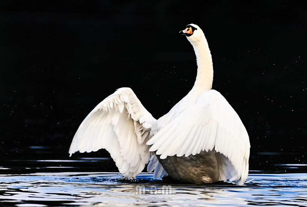 Schwan