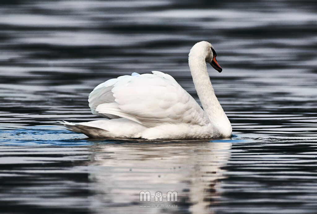 Schwan